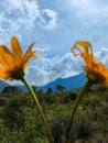 rice fields with a variety of plants that live around the slopes of Mount Rinjani, Lombok, Indonesia