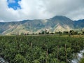 rice fields with a variety of plants that live around the slopes of Mount Rinjani, Lombok, Indonesia