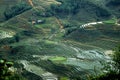 Rice Fields in Vietnam 1