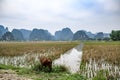 Rice Fields Vietnam Royalty Free Stock Photo