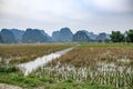 Rice Fields Vietnam Royalty Free Stock Photo