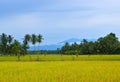 Rice Fields View With Mountain Background