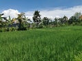 Rice Fields view in Nook Cafe