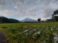rice fields with views of Mount Ciremai, the highest mountain in West Java Royalty Free Stock Photo
