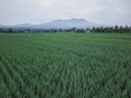 Rice fields in the village on a cloudy afternoon Royalty Free Stock Photo