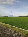 rice fields in the village with mountain background Royalty Free Stock Photo