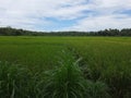view of the expanse of green rice plants