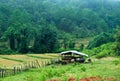 Rice fields and water buffalo Royalty Free Stock Photo