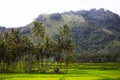 Rice Fields in West Sumatra Royalty Free Stock Photo
