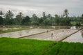 Rice fields