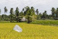 Rice fields with white flag as scarecrow. Coco palm trees. Tropical nature horizontal photo. Royalty Free Stock Photo