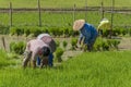 Rice fields Royalty Free Stock Photo