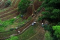 Rice fields