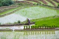 Rice fields in Yuanyang county, Yunnan, China