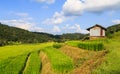 Rice fields with zinc cottage