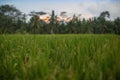 Rice field in bali indonesia / asia Royalty Free Stock Photo