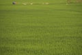 Rice filed farm have farmer working in green harvest filed. Asia traditional culture lifestyle travel Royalty Free Stock Photo