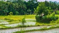 Rice filed terraces middle in jungle, Bali, Indonesia Royalty Free Stock Photo