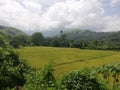 Rice fileds sourrounded by tropical vegetation and hills on Mindoro, Philippines