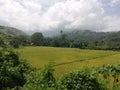 Rice fileds sourrounded by tropical vegetation and hills on Mindoro, Philippines Royalty Free Stock Photo