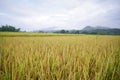 Rice flied in Thailand Royalty Free Stock Photo