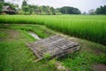 Rice flied in Thailand. Royalty Free Stock Photo