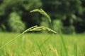 Rice Flower.