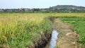 The rice flower on the field