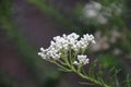 Rice Flower