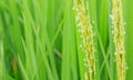 Rice flower