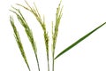 Rice flower on white background