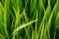 Rice. Fresh green Rice with dew drops closeup. Soft Focus.