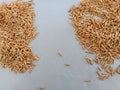 rice germinate seed testing on wet paper Royalty Free Stock Photo