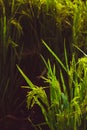 The rice grain grasses with morning water drops. Rice grain grass Stock images