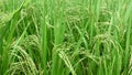 Rice Grain on Green Paddy Wiggle By Wind Blowing. Fresh and Lush Paddy Farming or Plantation