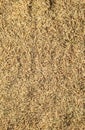 Rice Grain,Natural fresh Rice  Nutrition Royalty Free Stock Photo