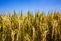 Rice and grain ready to be harvested. Royalty Free Stock Photo