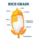 Rice grain vector illustration. Labeled educational structure description.