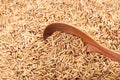 Rice grain in a wooden spoon Royalty Free Stock Photo