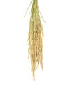 Rice grain yield or Golden rice spikes Royalty Free Stock Photo