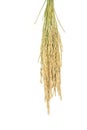 Rice grain yield or Golden rice spikes Royalty Free Stock Photo