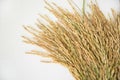 Rice grain yield or Golden rice spikes Royalty Free Stock Photo