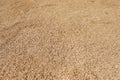 Rice grains being dried texture background