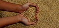 Rice grains in children`s hands. Rice grains form a love symbol in the hand.