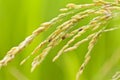 Rice grains in field