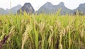 Rice grains in Guilin