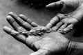 Rice grains in hands