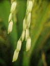 Rice grains from Indonesian ricefield Royalty Free Stock Photo