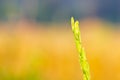 Rice grains among organic rice fields.