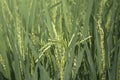 Rice grains in paddy fields out door